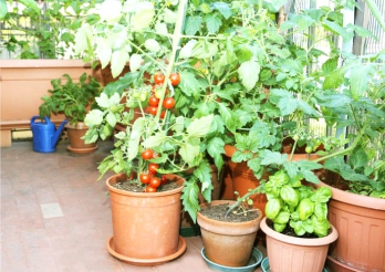 vegetable-garden-arch-developers-aurangabad